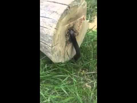 رجل يقطع شجرة فيعثر على ما لا يتوقعه بداخلها