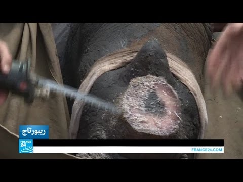 بالفيديو مزرعة خاصة لتربية وحيد القرن المهدد بالانقراض في جنوب أفريقيا