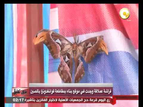 بالفيديو العثور على فراشة عملاقة في موقع بناء