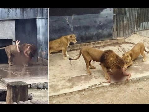 فيديو قرر الانتحار فتعرى وألقى بنفسه في قفص أسود جائعة