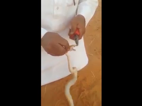بالفيديوشاهد مواطن يقتلع أسنان ثعبان فى البر ويلصق فمه بالشمع