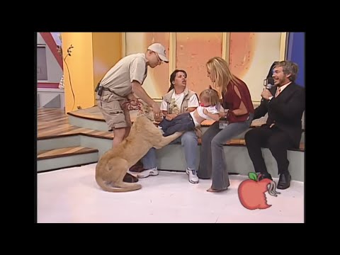 بالفيديو لقطات صادمة لأسد يحاول افتراس طفلة على الهواء