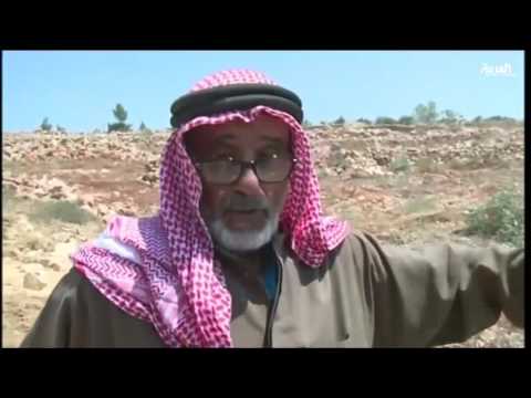 بالفيديو اسرائيل تجرف أكثر من 500 شجرة زيتون