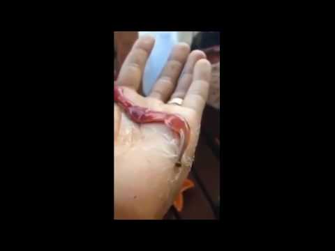 بالفيديو شاهد دودة غريبة تُحاكي الرجل العنكبوت في أدغال تايلاند