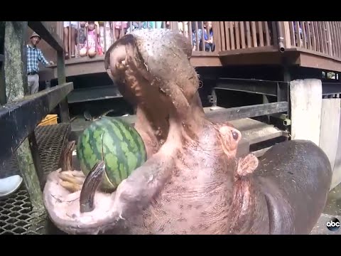 شاهد فرس نهر يأكل أكبر ثمرة فاكهة في قضمة واحدة