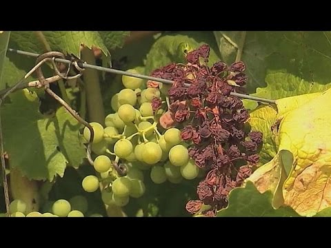ارتفاع الحرارة يؤثر على انتاج النبيذ الفرنسي