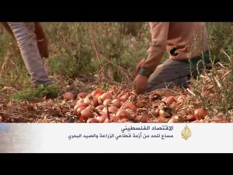 بالفيديو الاحتلال الاسرائيلي يضيق على قطاع الزراعة الفلسطيني