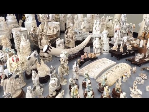 بالفيديو ضبط كميات قياسية من العاج في نيويورك