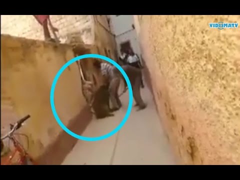 شاهد أول فيديو للحظة القبض على خنزير فاس