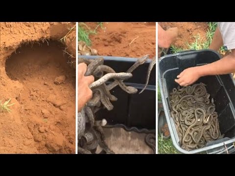 شاب شجاع يصطاد عشرات الثعابين بقبضة واحدة