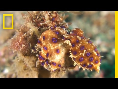 شاهد أخطر أنواع الأخطبوط في العالم