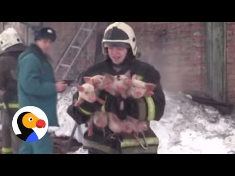 شاهد رجال إطفاء غامروا بحياتهم من أجل الحيوانات