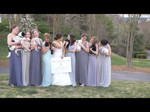 بالفيديو الكلاب بدلًا من باقات الورد إلى العرائس 