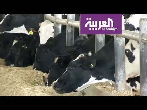 شاهد أبقار فلسطين تولد الكهرباء عبر تحويل السماد إلى طاقة
