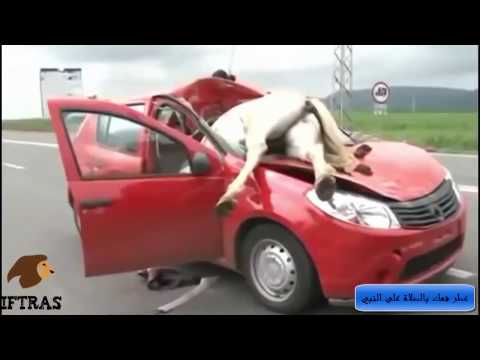 بالفيديو  أبشع حوادث سير والضحايا حيوانات بريئة