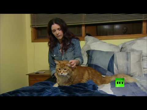 قط طوله 120 سم ينافس على لقب الأطول في العالم