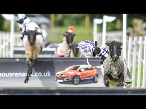 شاب ينظم سباق سرعة للأغنام الخاصة به