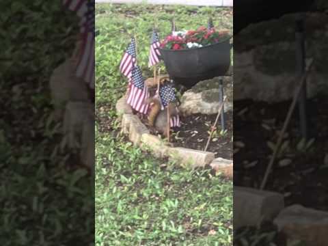 شاهد سناجب تسرق الأعلام الأميركية لبناء عش لها