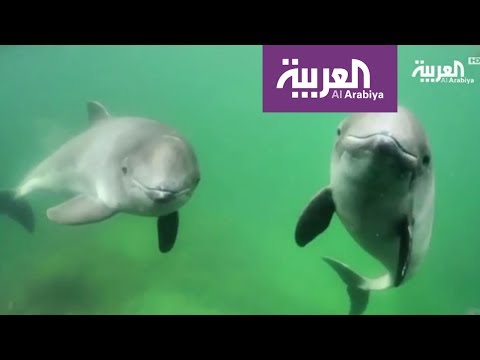 انطلاق حملة دي كابريو لحماية خنزير البحر