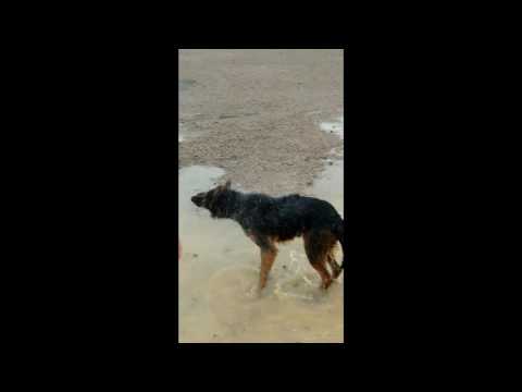 شاب ينقذ الكلاب و القطط بعد غرق منازل فى الفيضانات