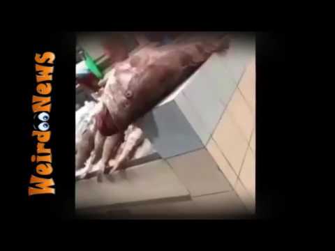 سمكة ضخمة تهاجم فتاة خليجية بأحد الأسواق