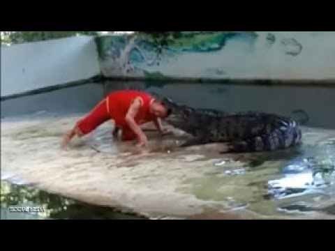 شاهد تمساح يعض رأس حارس الحديقة أمام الجمهور