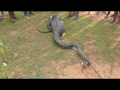 ثعبان ضخم يبتلع ماعز بطريقة بشعة