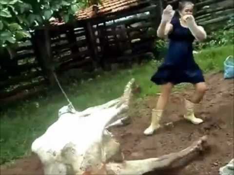 شاهد بقرة تركل امرأة بطريقة مروعة