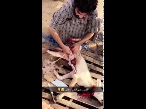 لحظة ذبح وأكل سعوديين ذئبًا هاجم أغنامهم