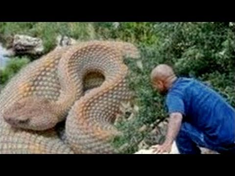 الثعابين الخمس الأكبر حجمًا في العالم