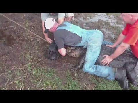 لحظات مرعبة لصيد تمساح ضخم في تكساس