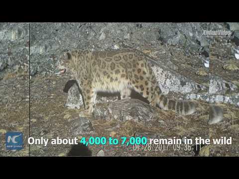 لحظة اصطياد ثلاث نمور ثلج برية