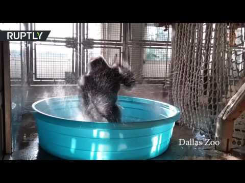 شاهد غوريلا راقصة من حديقة حيوانات دالاس