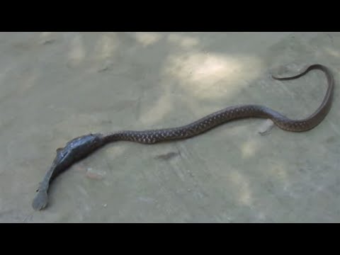 ثعبان يحاول مهاجمة سمكة و لكنه يسقط فريسة لها