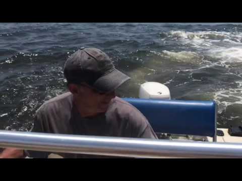 حوت ضخم كاد أن يلتهم قاربًا خلال مطاردة سمكة صغيرة