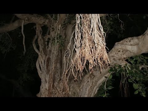 شجرة تعود للحياة من جديد وتعاقب قاطعيها