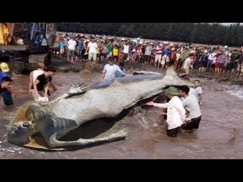 شاهد 5 مواقف حقيقية لا تصدق لحورية البحر