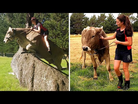 شاهد فتاة بريطانية تستبدل الخيل بالأبقار في القفز على الحواجز