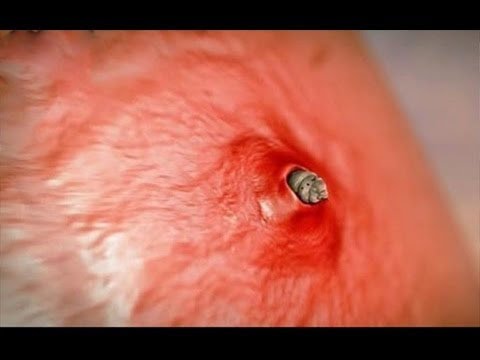 10 حشرات إن وجدتها عليك الهروب فورًا