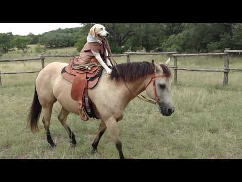 كلب يمارس ركوب الخيل بطريقة مذهلة