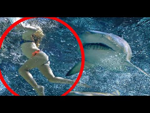 بالفيديو  لحظة هجوم سمكة قرش عملاقة على فتاة