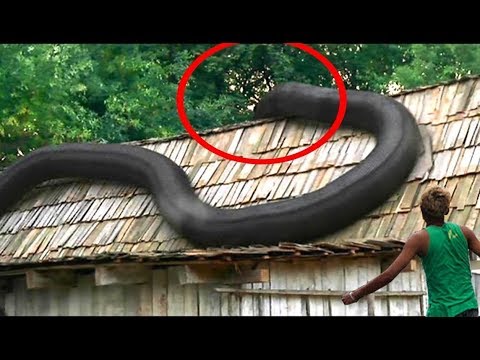 أضخم 5 ثعابين حية في العالم