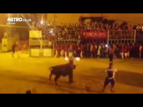 شاهد ثور يقتل نفسه بعد إشعال النار في قرونه