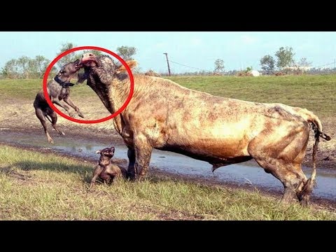 شاهد أقوى وأشرس 5 سلالات كلاب