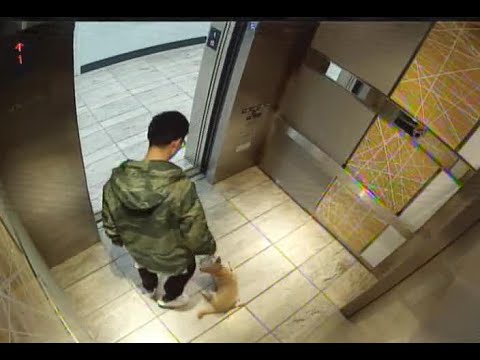 كاميرا مراقبة تفضح شابًا يركل كلبه بوحشية