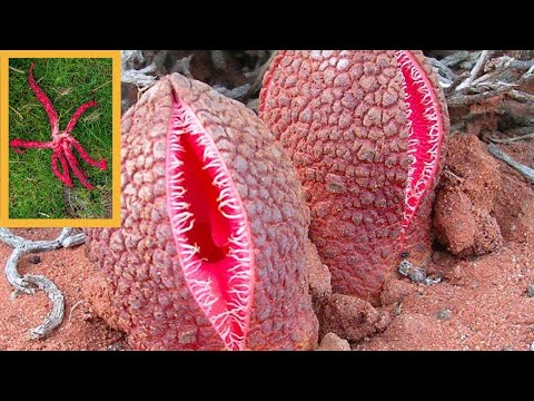 أكثر ٢٠ نباتًا رعبًا في العالم