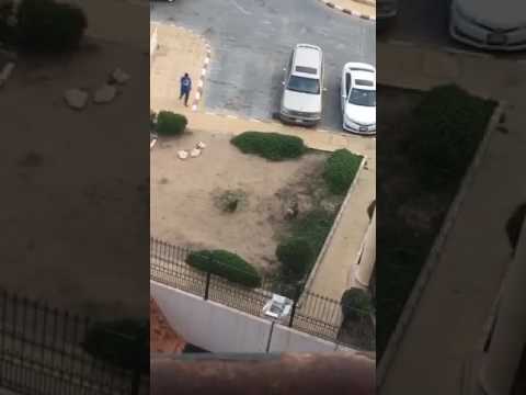 شاهد قرد صغير يمنع المواطنين من دخول أحد الفنادق في الطائف