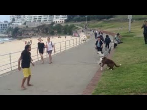 شاهد كلب يلعب كرة قدم مع صاحبه