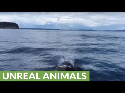 شاهد ظهور مفاجئ للحوت القاتل قرب السواحل الكندية