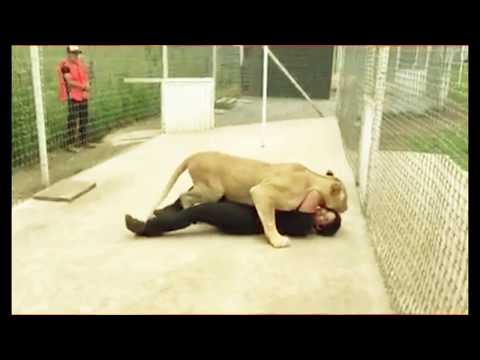 شاهد أسد لم ير صاحبه منذ فترة